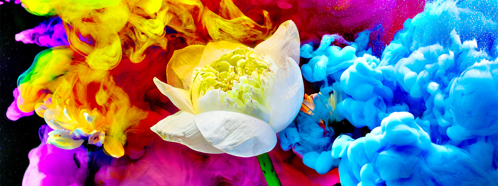 The flower and the graphic elements spreading around it are vividly depicted in a variety of colors.
